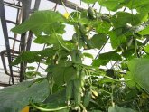 How To Plant Cucumbers In The Greenhouse