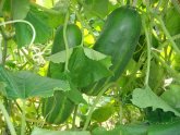 The Cucumbers In The Heat Of The Winter