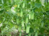 Outdoor Cucumber Cultivation